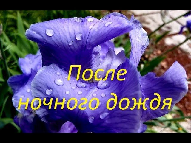 После ночного дождя