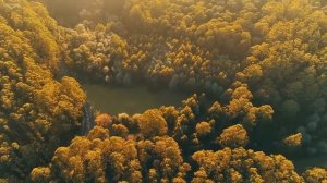 Расслабляющая музыка, лес, пробуждение, весна,пение птиц, нежная мелодия