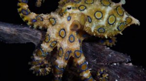 Конкурс, подводной фотографии !