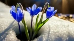 Прекрасного доброго зимнего утра и с последним месяцем зимы. Красивая музыкальная открытка.