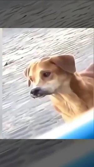 Похожи, как братья.