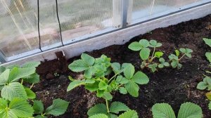 8-Дача..пересадки петунии в больший объем 04.05.22.