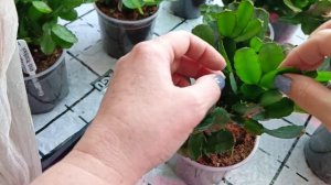 РИПСАЛИДОПСИСЫ. 
Как заставить пышно и обильно цвести?!