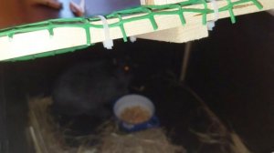 Поймали кролика у папы во дворе. Рисую картину по номерам.