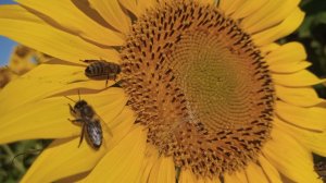 12.05.24. Работает Алтайская пчела из привезенных пакетов.