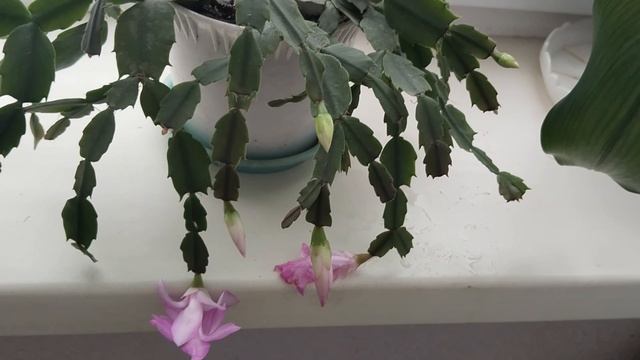 Подарок для декабриста.