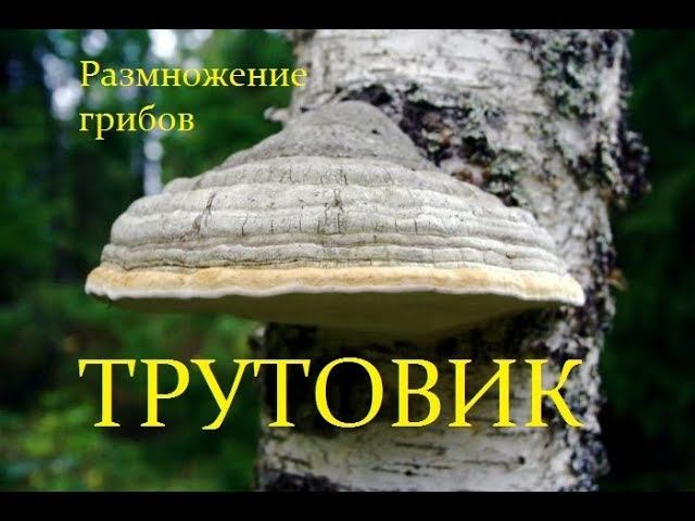 Трутовик. Размножение