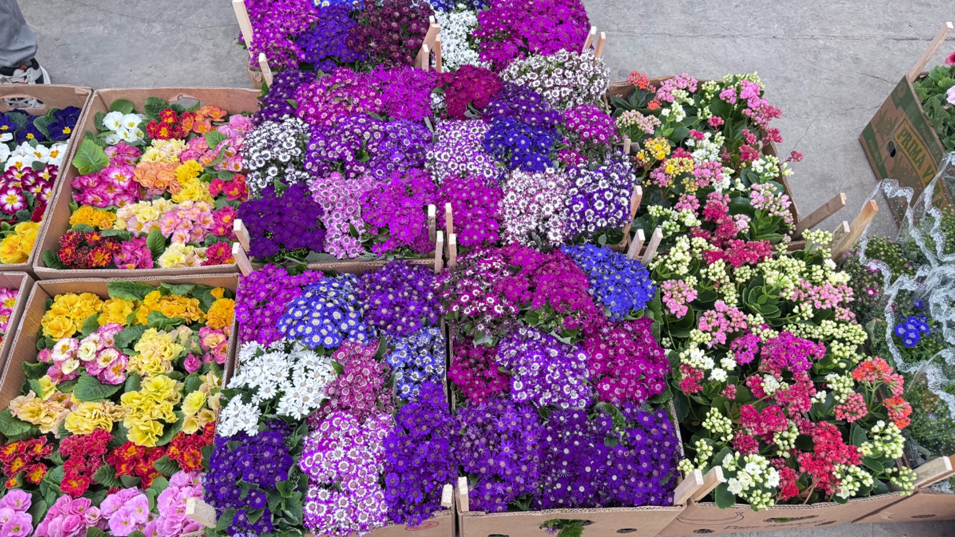 🌷ЦВЕТОЧНЫЙ БУМ 🌷ОПТОВЫЙ ЦВЕТОЧНЫЙ РЫНОК КРАСНОДАРА ПЕРЕД 8 МАРТА 🌸 Обзор и цены 🔥 смотреть онлайн