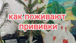 Как поживают прививки