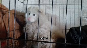 ОТДОЛБИЛИ ОТО ЛЬДА НАШ НОВЫЙ ЖИТЕЛЬ