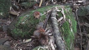 🐦«Панда среди птиц»: в Китае засняли редкого трагопана