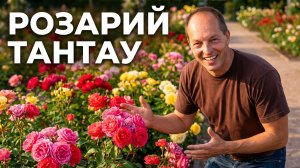 Прогулка по розарию  Тантау. Германия.