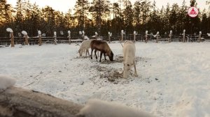 Оленеводы Когалыма отправились за кубком губернатора в окружную столицу