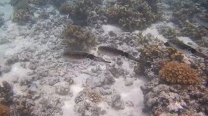 Рифовые кальмары