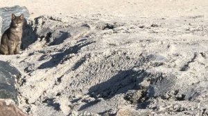 Счастливый кот в Майами