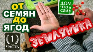 ЗЕМЛЯНИКА - ОТ СЕМЯН ДО ЯГОД.