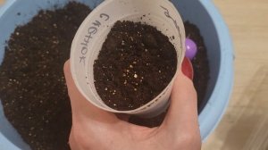 СЕКРЕТНЫЙ СПОСОБ ПОСЕВА ПЕРЦЕВ! РЕЗУЛЬТАТ ВАС УДИВИТ!