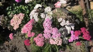 Как вырастить тысячелистник из семян