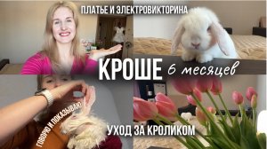 Влог: Содержание кролика в квартире без клетки | Уход | Меченье территории