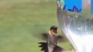 Колибри делает бочку, что бы сбросить пчелу