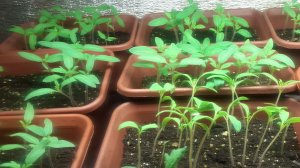 27.02.2026 Томаты (первая партия, посев от 16.01)