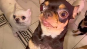 Утро начали с адыгеечки, спасибо подписчице за вкусняшки.