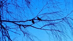 Сыйырсыҡтар. Скворцы.