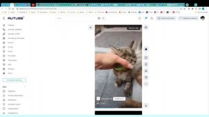 Котята питомника кошек АЛЕКС КЭТС