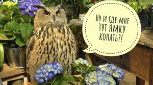 Сова филин Ёль в цветах. Самое красивое, что мы сегодня увидели. И вы посмотрите!