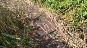 Река Жеребец которую мы штурмовали. (2023.08.02 после штурмов ).