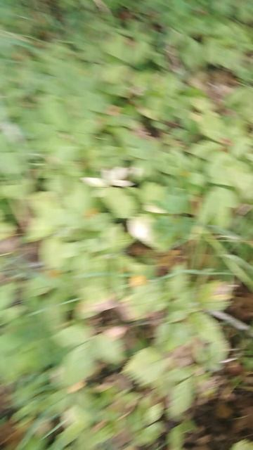 ✔Переспелая костяника🍒✔