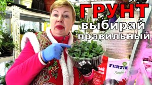 Пришла пора перевалить петунию и главное не промахнуться с грунтом. Выбирай лучшее