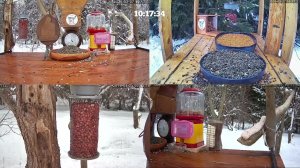 #онлайн_кормушка_для_птиц. 27 февраля 2026 года. г. Калуга