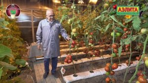 Томат БИФ КИНГ F1 в СВЕТОКУЛЬТУРЕ!