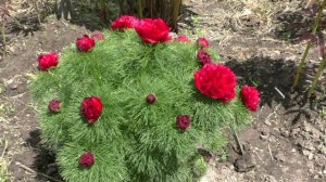 тонколистный махровый пион