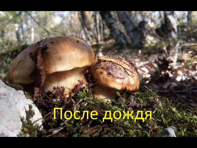 После дождя