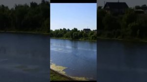 Д.Перепелица Камелик