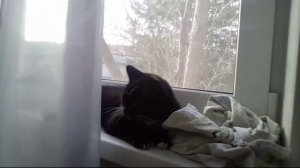 моя кошка Эльза и катится моей собакой пушкой