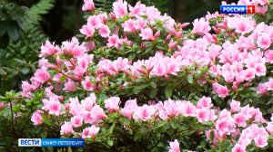 Вести Санкт-Петербург. Выпуск 08.35 от 27.02.2026