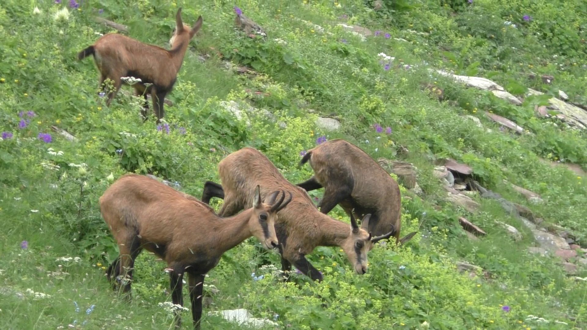 Неожиданная встреча в горах | Дикие серны | Гармония Природы