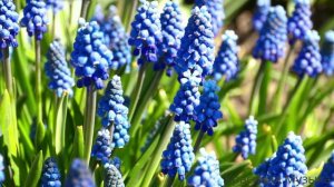 Симфонический мистический дип-хаус 2026 collection 4