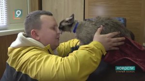 Кошачьи нежности: 1 марта в России отметят день кошек