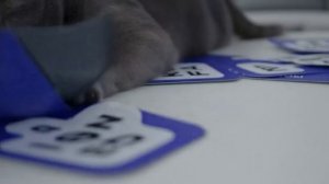 Нейроремикс рекламы кот Boris