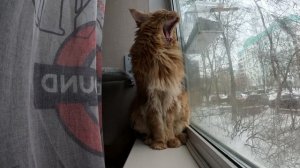 «Страховые коты Бельского: расследование с когтями» `#страховыеКоты #котыБельского #мейнкун