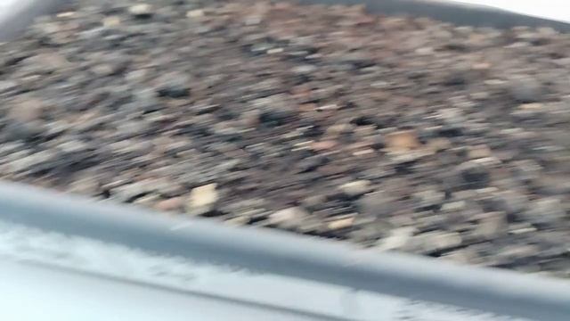 Мои растишки. Что взошло?