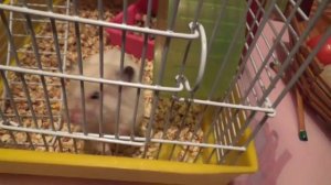 Хомяк кузя лазает по клетке и просит у меня камеру