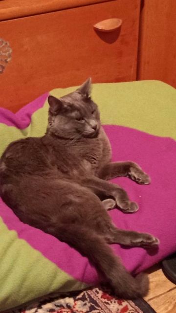 Кот Атос выглядит очень серьёзным котом! #shorts #котатос #животные #коты #серьёзныйкот