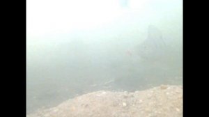 Окунь реагирует на приманку но не клюет