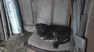 Сделал собаке лежанку. Снег валит каждый день.