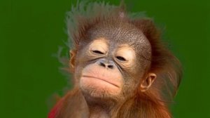 Смешная обезьянка 09_encoded